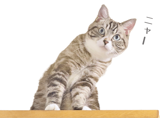 猫さん