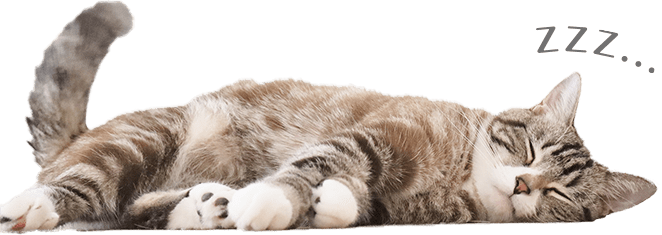 寝る猫さん