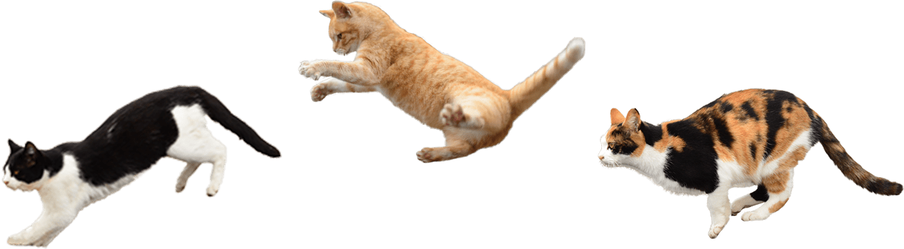 猫さん